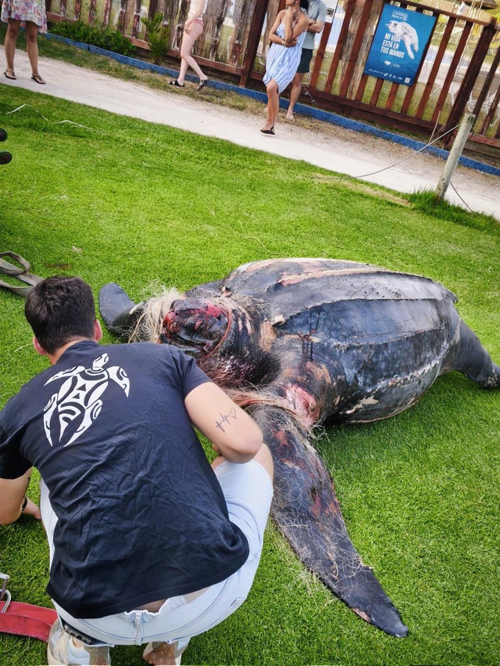 Tortuga sin vida