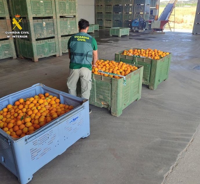 Un agente de la Guardia Civil, junto a las naranjas aprehendidas en las diversas operaciones de control en plantaciones agrícolas.