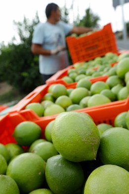Archivo - Recolección de limones
