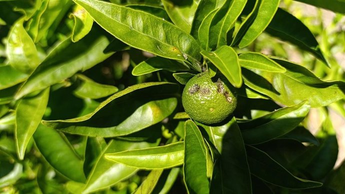 Producte danyat per la pedra