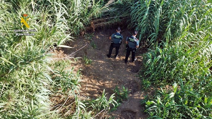 Plantación marihuana