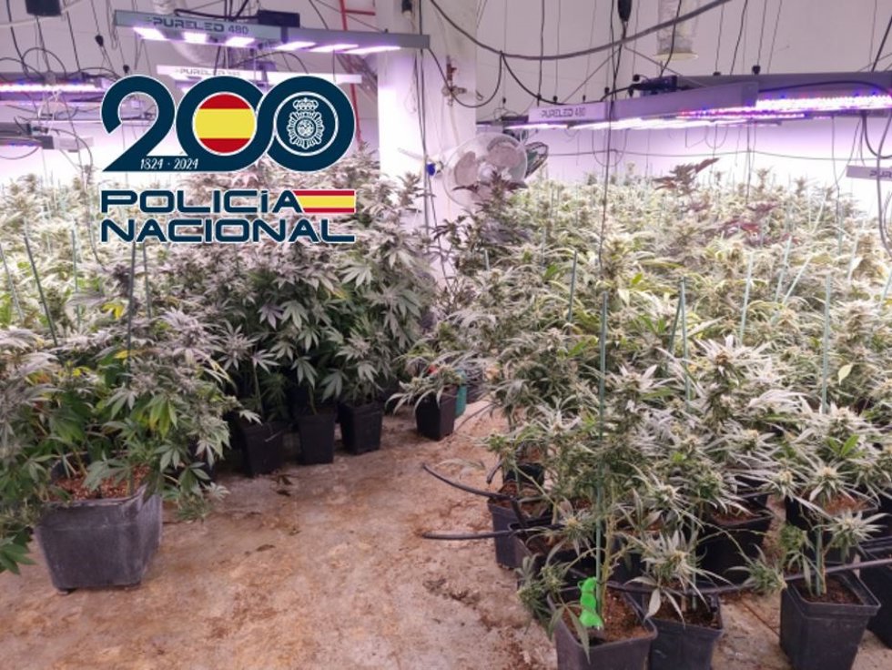Plantación de marihuana en sótano, en una operacíon antidroga en la provincia de Granada