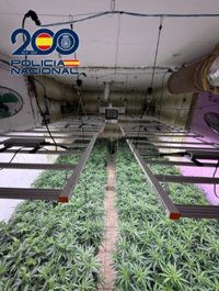 Arrestan a cuatro miembros de dos clanes enfrentados en Almería con más de 1.600 plantas de marihuana y cuatro pistolas