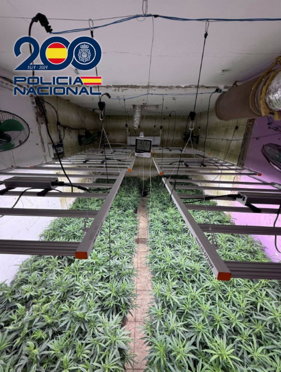 Marihuana intervenida.