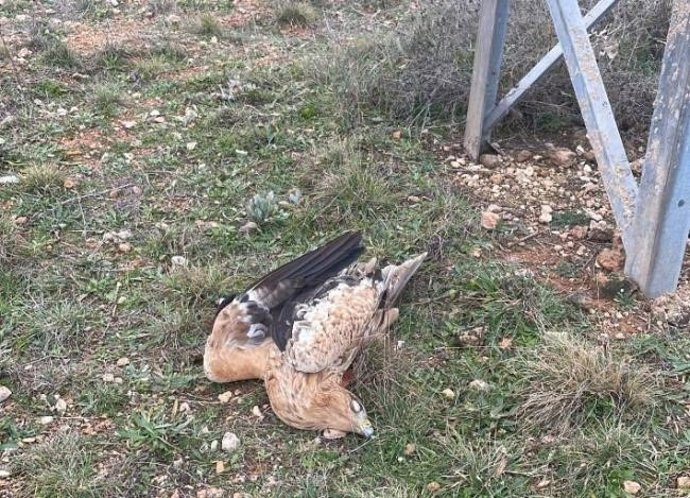 Un ejemplar juvenil de águila imperial dotado con un emisor GPS yace muerto junto al apoyo de un tendido eléctrico.