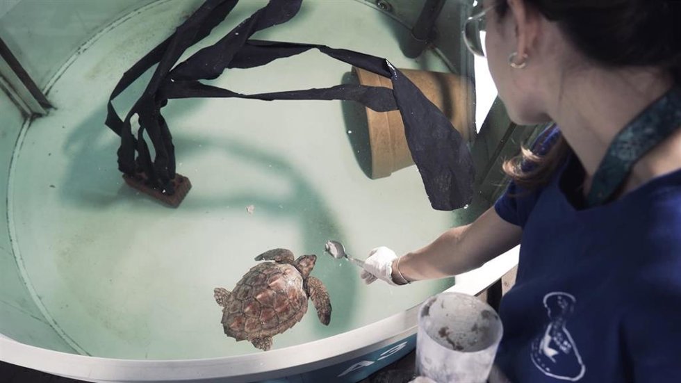 La tortuga rescatada en Torrevieja (Alicante) permanece ingresada en el Arca del Mar del Oceanogrfic de Valncia