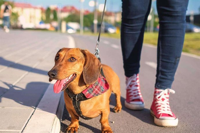Línea Directa cuida de cada perro o gato como si fuera su propio dueño