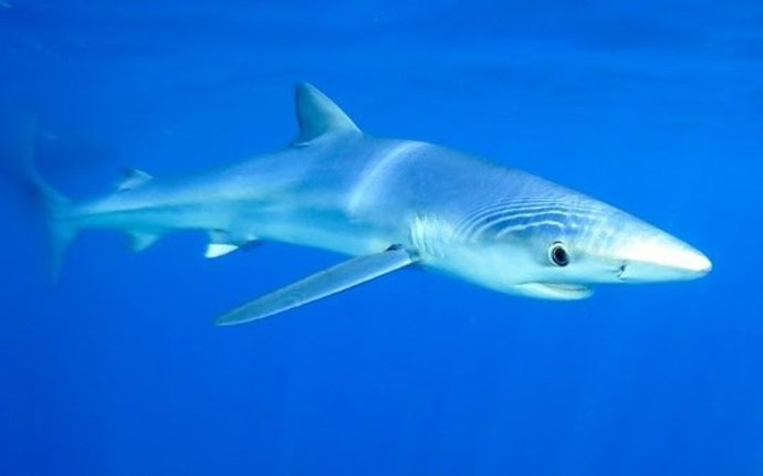 Ecologistas defienden la conservación de los tiburones, "fundamentales para el equilibrio de los ecosistemas marinos".