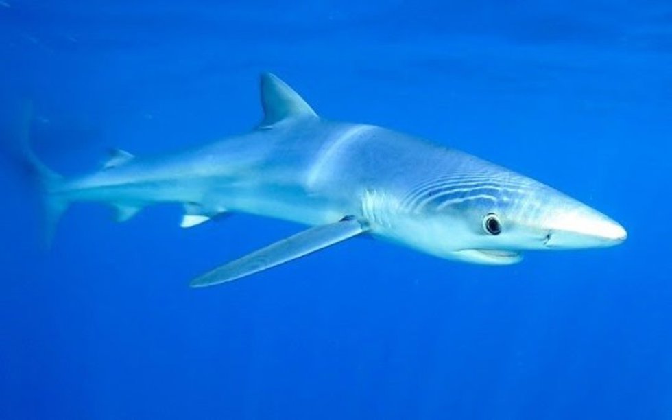 Ecologistas defienden la conservación de los tiburones, "fundamentales para el equilibrio de los ecosistemas marinos".