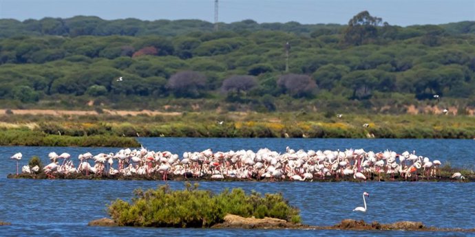 Archivo - Flamencos en Marismas del Odiel (Huelva).
