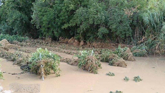 Un campo de viñedos en el Alt Penedès inundado por la tormenta