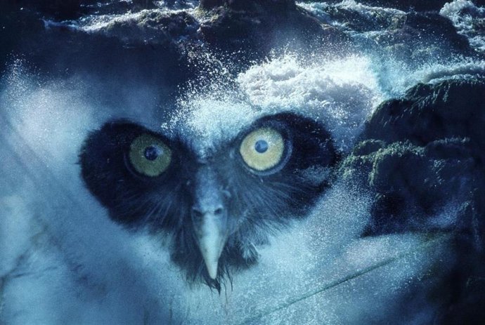 La obra 'Sin título' de Claudia Andújar, una de las nuevas incorporaciones.