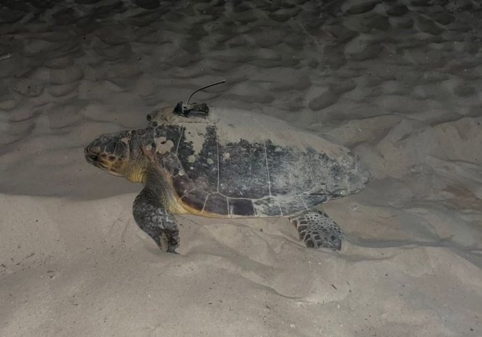Dálmata, la tortuga marina que ha nidificado en las costas de Catalunya y Comunitat Valenciana en menos de dos semanas