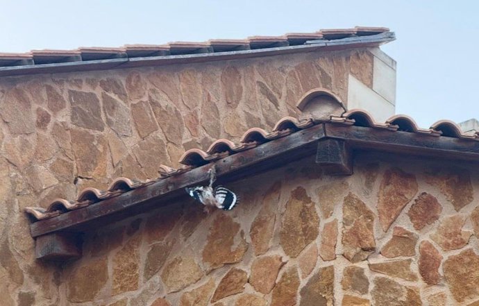 Ave herida en Cala Blava