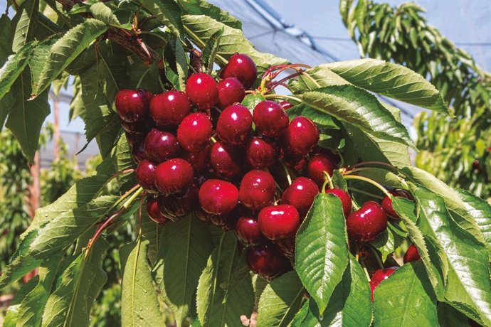 Cerezas cultivadas en Aragón, uno de los productos con más proyección exterior.