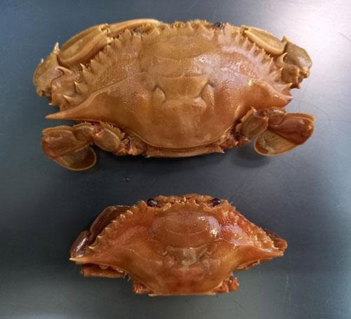 Callinectes pallidus (de Rochebrune, 1883)