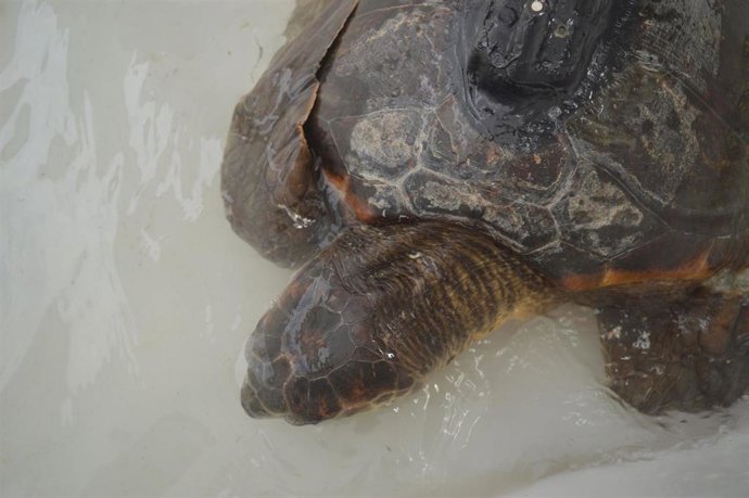 Tortuga convaleciente en un centro de recuperación tras haber ingerido plástico  José Carlos Báez Barrionuevo. Centro Oceanográfico de Málaga (IEO, CSIC)