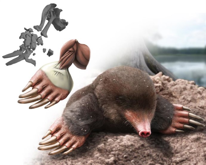 Reconstrucción del 'Vulcanoscaptor ninoti' con la musculatura del brazo destacada