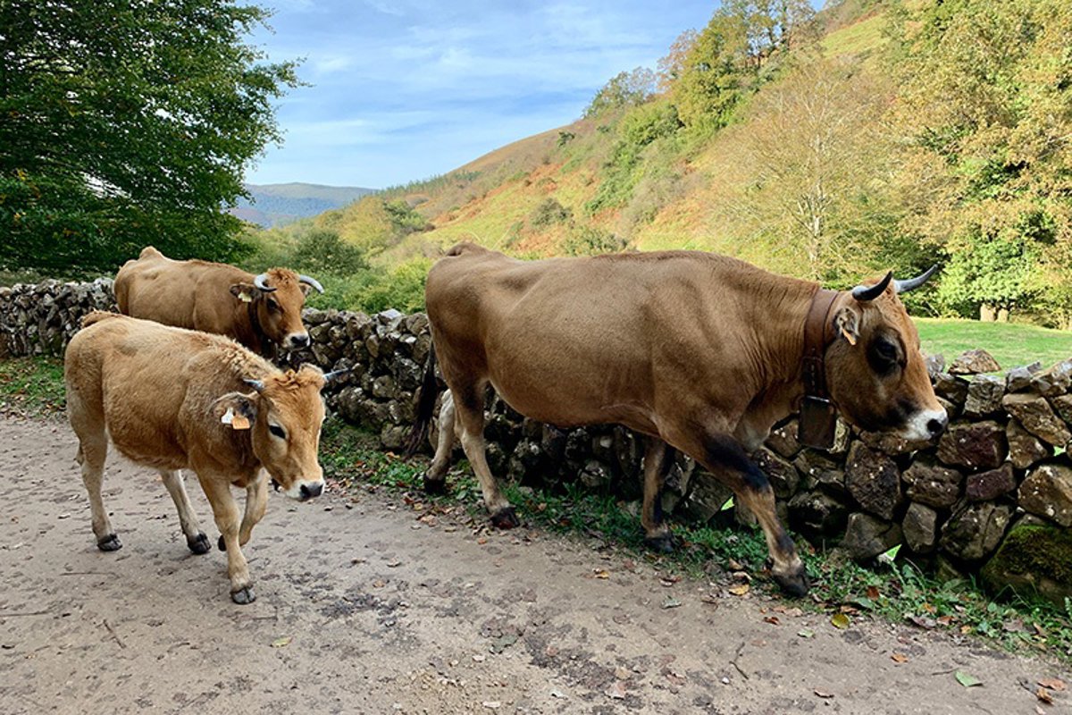 Confirmados oficialmente dos focos positivos de lengua azul bovina en Cantabria
