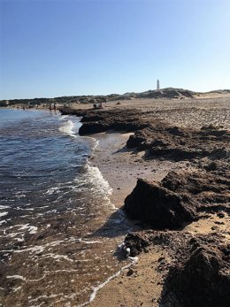 Archivo - Playa de Marisucia, en Los Caños, con algas