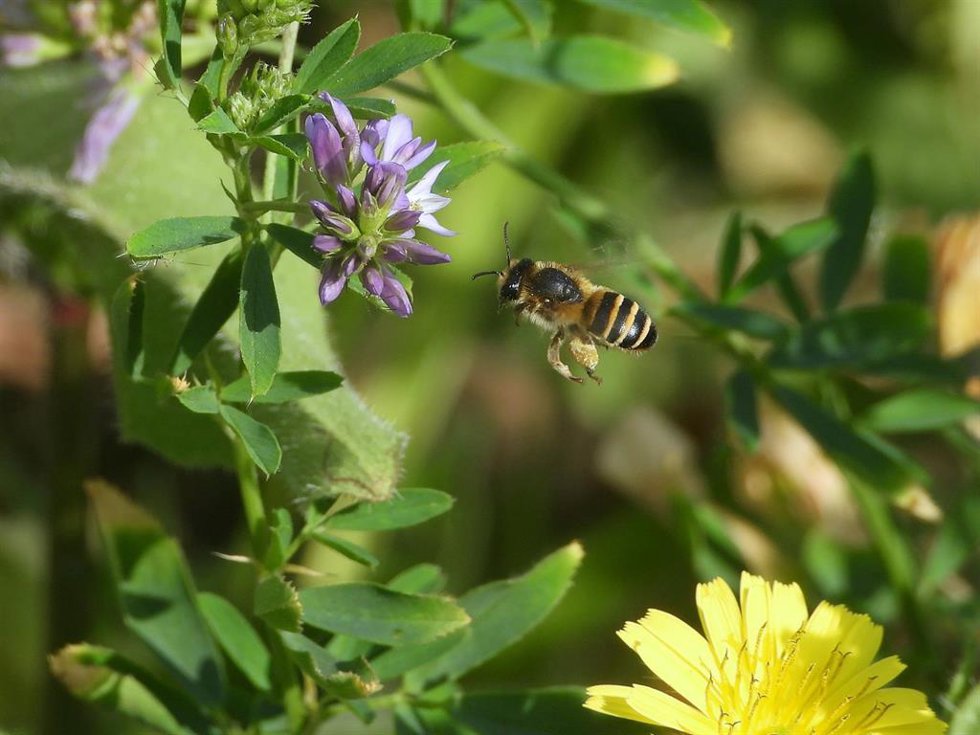 Abeja en alcorque