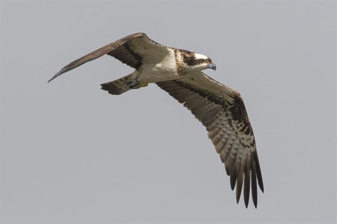 Ejemplar de águila pescadora liberada en 2023 y que ha vuelto al parque natural de La Marjal de Pego-Oliva