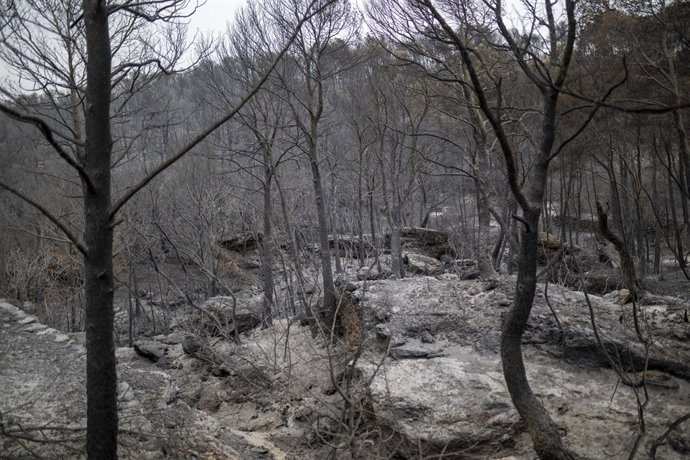 Una zona afectada per l'incendi