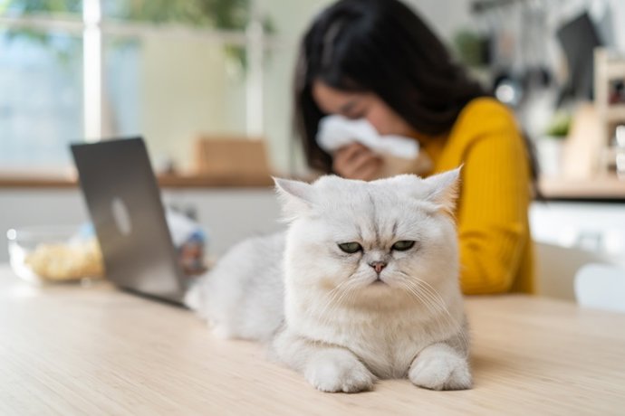 Archivo - Alergia a los gatos.