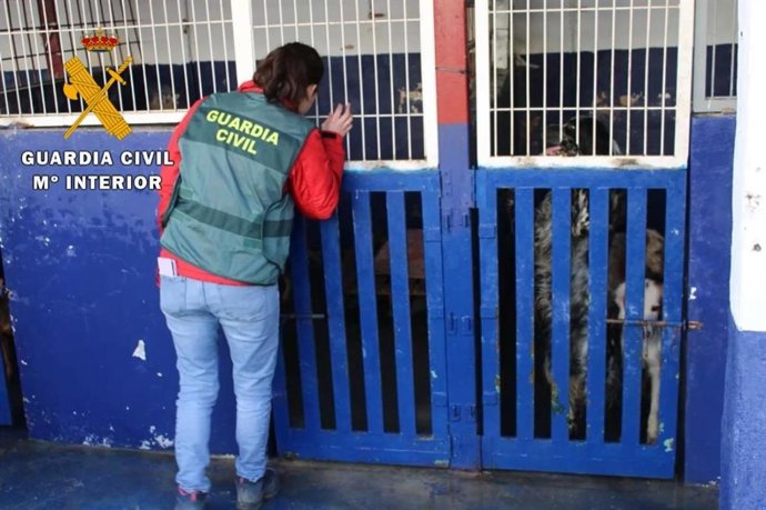 La Guardia Civil rescata a una veintena de perros en Lodosa e investiga a dos hombres por maltrato animal.