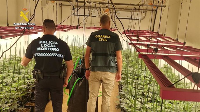 Un agente de la Policía Local y un guardia civil en la platación de marihuana localizada en Montoro.