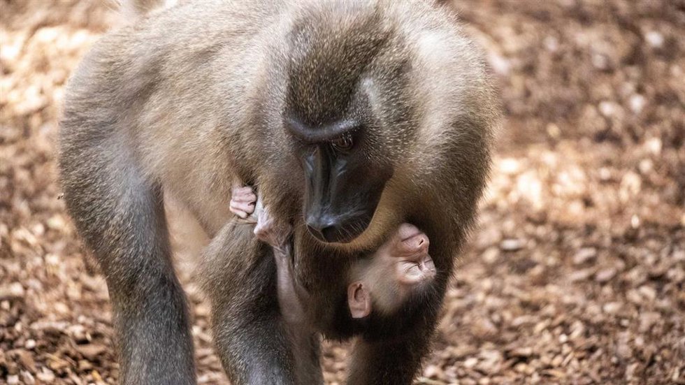 Nuevo nacimiento en BIOPARC Valencia de uno de los primates más desconocidos y en mayor peligro de extinción de África