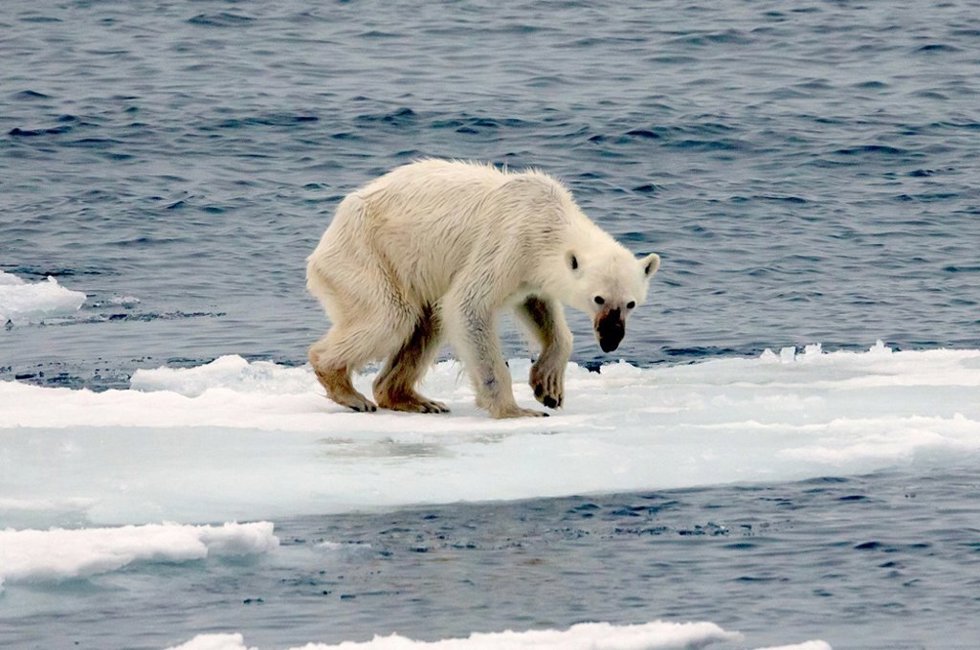 Archivo - Oso polar en el Ártico en el verano de 2015.