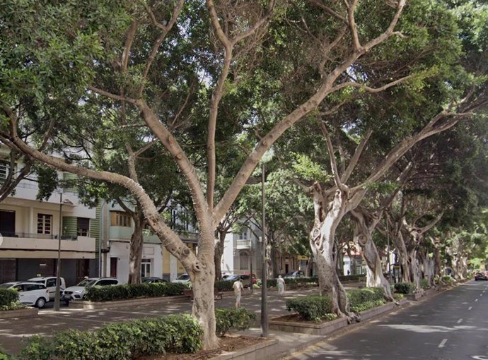 Laureles de indias en Santa Cruz de Tenerife