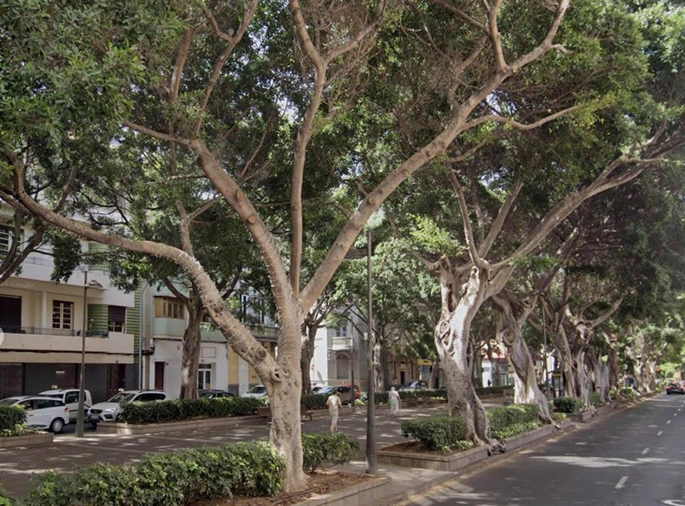 Laureles de indias en Santa Cruz de Tenerife
