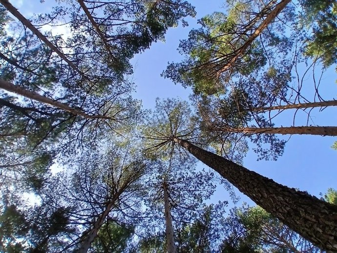 Archivo - Imagen de archivo de árboles en un bosque.