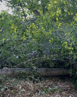 Por La Rioja exige al alcalde de Logroño "la limpieza del soto inundable del Ebro" tras daños de la DANA
