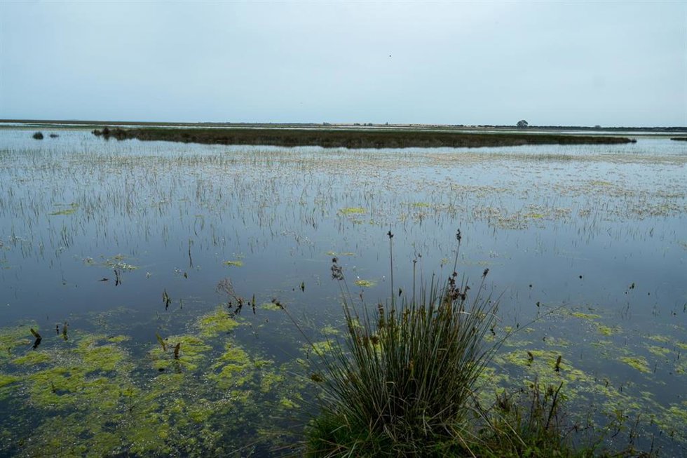 Archivo - Imágenes del Parque Nacional de Doñana