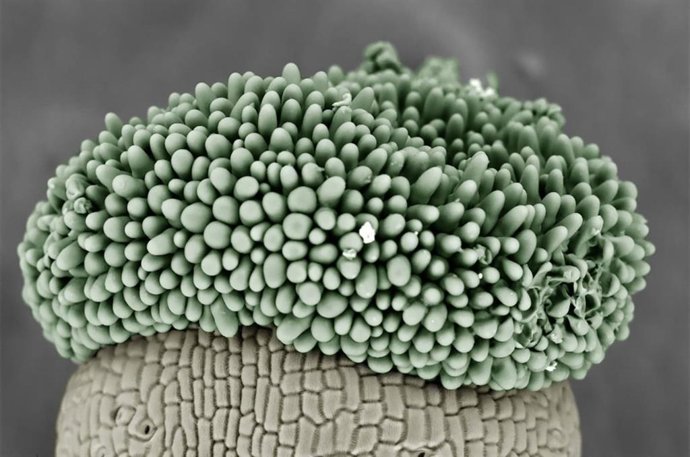 Revelación simétrica del brócoli