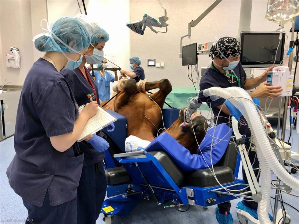 La mortalidad anestésica en caballos se reduce a nivel mundial