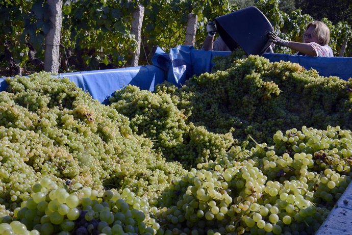 Archivo - Vendimia y carga de uvas en contenedor en una de las viñas que abastecen a la bodega Pazo do Mar en Feá, a 8 de septiembre de 2023, en El Olivar, concello de Toén, Ourense, Galicia (España). La D.O. Ribeiro ha comenzado ya  su vendimia para pode