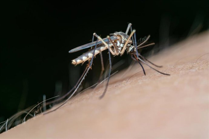 Archivo - Un ejemplar de mosquito, vector de transmisión del virus del Nilo occidental.