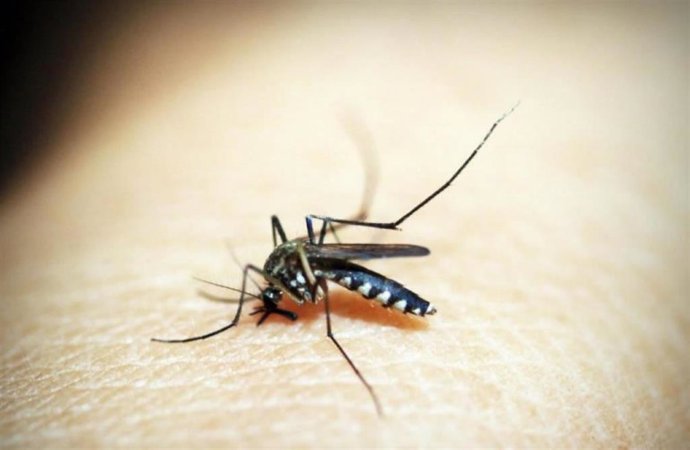 Picadura de mosquito
