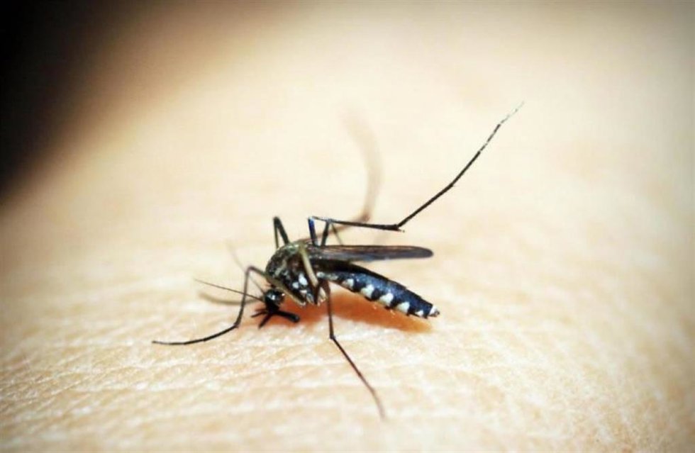 Picadura de mosquito