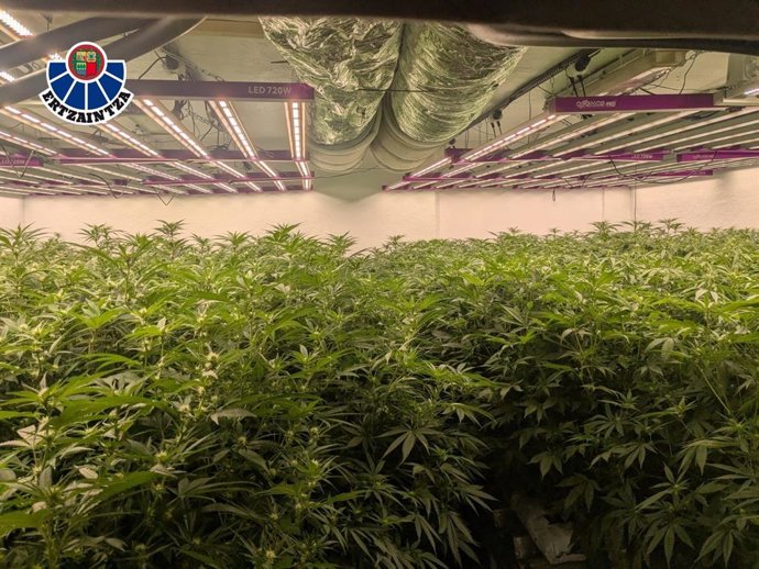 Plantación con alrededor de mil plantas de cannabis desmantelada en Urduliz (Bizkaia)
