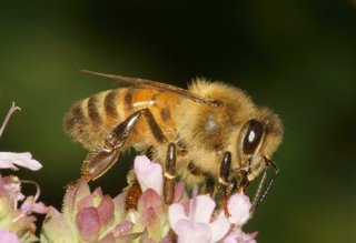 Archivo - Abeja melífera
