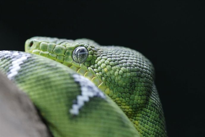 Archivo - Imagen de una boa esmeralda.