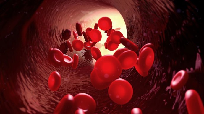 Archivo - Sangue em vaso sanguíneo