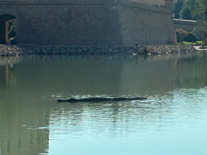 Escultura flotante de 'El Drac de na Coca' en el Parc de la Mar