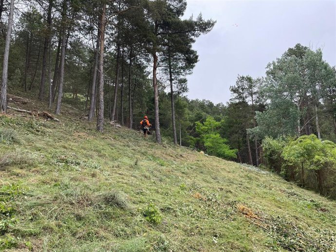 La CHD invierte cerca de 300.000 euros en actuaciones de restauración y mejora del monte de Saldaña (Palencia)