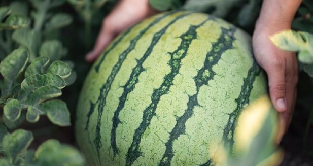 EpAgro - Agricultura